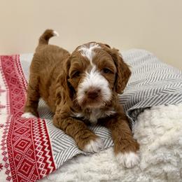 Snowdrop - Red  female Goldendoodle puppy in Jones, Michigan from KaZoo Doodles