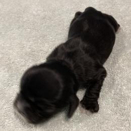 Girl 1 - Black and tan female Cocker Spaniel puppy in Rising Sun, Maryland from Palmtree Cockers