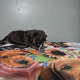Male 3 - Black brindle and white male Miniature Bull Terrier puppy in Fontana, California from JLB Beagles & MBT