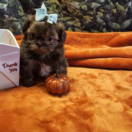 Hiro - Sable male Shih Tzu puppy in Mesa, Arizona from House of Zen Shihtzus