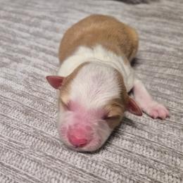 Tarzan - White and gold male Border Collie puppy in Fresno, California from Alpine Tails