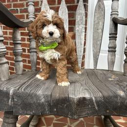 Ace - Red male Cavapoo puppy in Mint Hill, North Carolina from DoodleForever