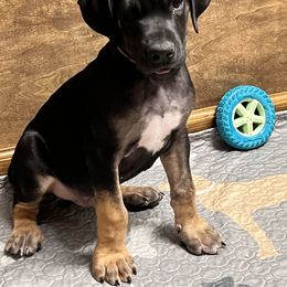 Great Dane Puppies from Sovereignty Woods Great Danes