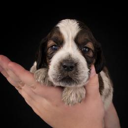 Graham - Liver and white male English Springer Spaniel puppy in Lake City, Florida from Thunderbird Springers