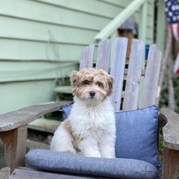 Aussiedoodle Puppies from Abbott Family Farm