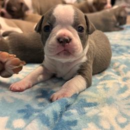 Richard - Lilac male Boston Terrier puppy in Red Rock, Arizona from Cortes Boston Terriers