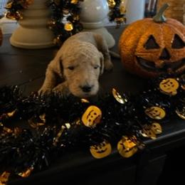 Goldendoodle Puppies from Da Ruba Doodles