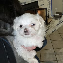 "Zero " Maltese Puppies from Genice’s Small Wonders