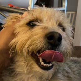 French Bulldogs and Yorkshire Terriers from Pup’s R Us