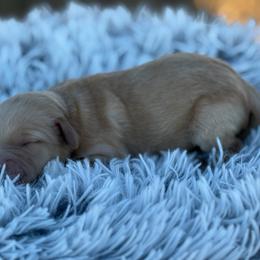 Annie - Apricot female Goldendoodle puppy in Ambrose, Georgia from Brandilyn's Aussies