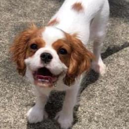 Cavalier King Charles Spaniels from Love Struck Cavaliers