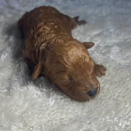 Taco Bell - Red male Cavapoo puppy in Kirksville, Missouri from Show Me Poodles Doodles and Cavaliers
