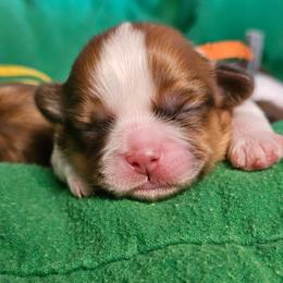 Paw-Dme Amidala - Liver and white female Cavatzu puppy in West Valley City, Utah from Pulley Puppies