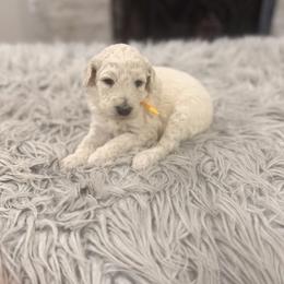 Daisy - White female Poodle puppy in Poplarville, Mississippi from Southern Belle Poodles