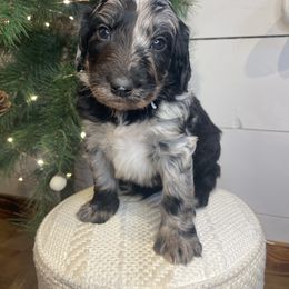 Bernedoodle and Goldendoodle Puppies from Blended Acres & Kennels