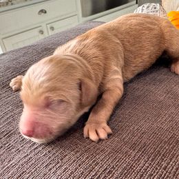 Boy 3 - male Goldendoodle puppy in Aurora, Illinois from Chicago Goldendoodles