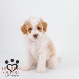 Mister Brown - Parti male Labradoodle puppy in Travelers Rest, South Carolina from Doodles of Love Labradoodles