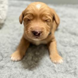 Cosmo (black collar) - Apricot male Goldendoodle puppy in Twin Falls, Idaho from Magic Valley Family Doodles