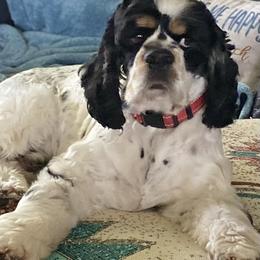 Royal - Cocker Spaniel
