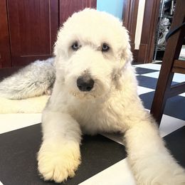 Otis - Old English Sheepdog