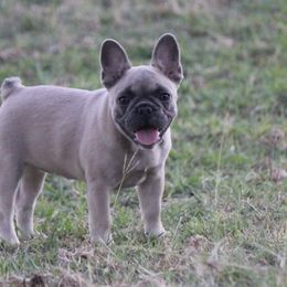 American Corgi and French Bulldog All Grown Up from Moonstone Corgis & Frenchies