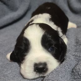 English Springer Spaniel Puppies from Rocky Top Springer Spaniels