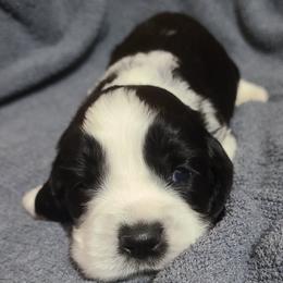 English Springer Spaniel Puppies from Rocky Top Springer Spaniels