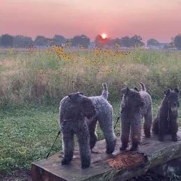 Kerry Blue Terriers from PennTerra's Kerry Blue terriers