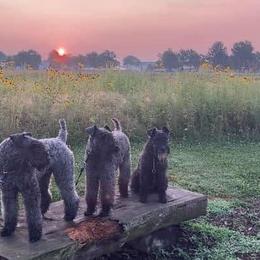 Kerry Blue Terriers from PennTerra's Kerry Blue terriers
