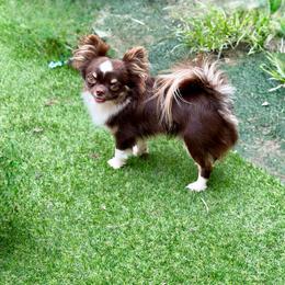Archer - Chocolate and tan male Chihuahua puppy in Beaumont, Texas from Down south pups