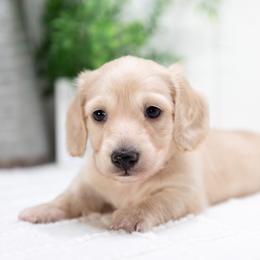 Boy 2 - male Dachshund puppy in Lagrange, Indiana from Royal Paws