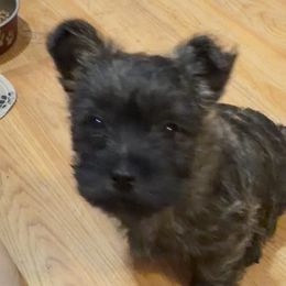 Cairn Terriers from Central Oregon Cairn Terriers