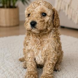 Hillary - Apricot female Goldendoodle puppy in Yuciapa, California from AlltheDoodlez_