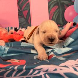 Boy 1 (Olympus) (orange collar) - Light golden male Golden Retriever puppy in Hubbard, Ohio from Whickering Pines Golden Retrievers