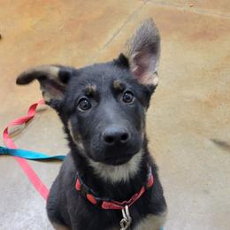 Alias - Black and tan German Shepherd puppy in Winchester, Kentucky from Del Lago Kennels