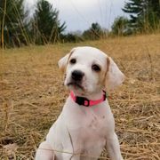 Pointer and Weimaraner Puppies from Silvershot Weimaraners and Pointers