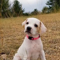 Pointer and Weimaraner Puppies from Silvershot Weimaraners and Pointers