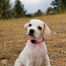 Pointer and Weimaraner Puppies from Silvershot Weimaraners and Pointers