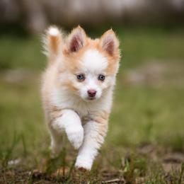 Cheddar Cheese - Red and white female Pomsky puppy in Coos Bay, Oregon from Ocean View Pomskies