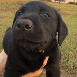Orange Collar Male - Black male Labrador Retriever puppy in Salado, Texas from Wild Games Labradors