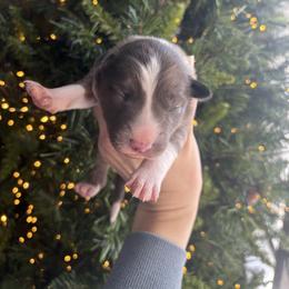 Boots - Blue merle male Border Collie puppy in Centerton, Arkansas from Chappell Breeding