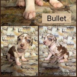 Bullet - Red merle male Catahoula Leopard Dog puppy in Forbes, Minnesota from North Country Catahoulas