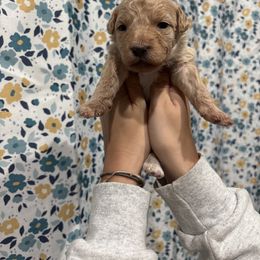 Green-Mini - Red  male Goldendoodle puppy in Millville, New Jersey from Michelle's Doodles