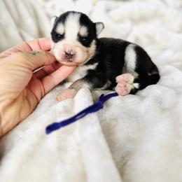 Pawris - Black and white female Pomsky puppy in Yavapai County, Arizona from Pawsh Pomskies