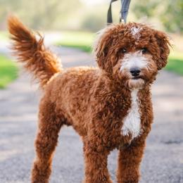 Murphy - Goldendoodle