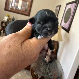 Abby - Black and white female Shih Tzu puppy in Victorville, California from Precioustzus