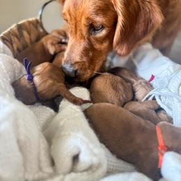 Golden Retriever Puppies from Pawmetto Goldens