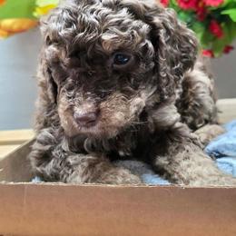 Rex - Chocolate male Goldendoodle puppy in Chattanooga, Tennessee from Scenic City Doodles