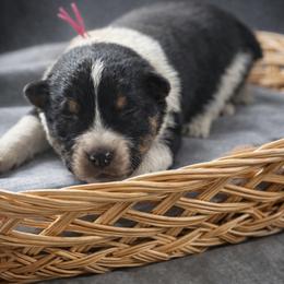 Pinky - Black tri male Miniature Australian Shepherd puppy in Missouri from Country Legends Aussies & Corgis