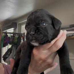 Rebel - Brindle female Boxer puppy in Taft, Tennessee from Hillbillie Boxers